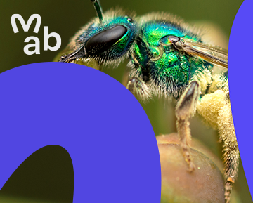 Imagen de abeja con logo de la Fundación Museo de las Abejas